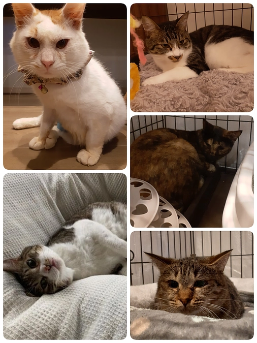 5匹の医療について