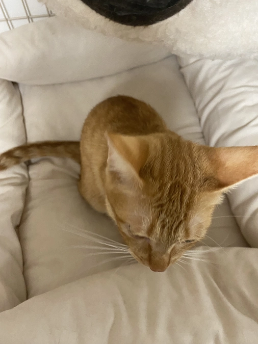 今日のモカ（投薬82日目）🐱🌟