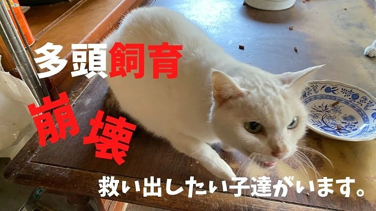 多頭飼育崩壊の現場からSOS。行き場のない猫たちの居場所作りを