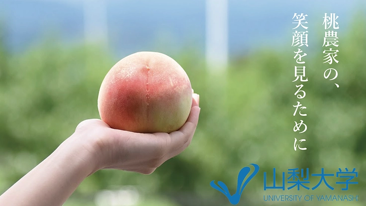 日本のモモせん孔細菌病の被害を安全に最小限にくいとめたい