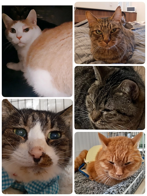 年末のご挨拶と5匹の医療とトライアルについて