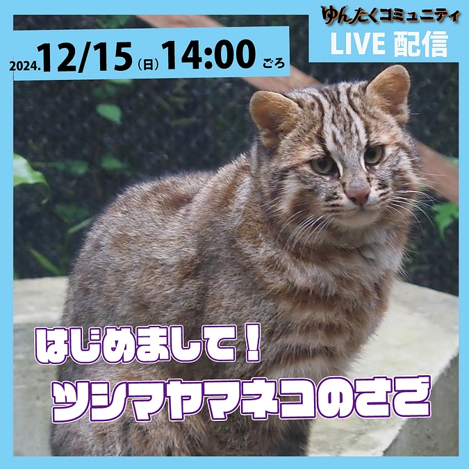 ゆんたくコミュニティ限定ライブ配信「はじめまして！ツシマヤマネコのさご」