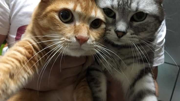 里親探しのウェブサイトを作成し、多くの動物たちを救いたい！！