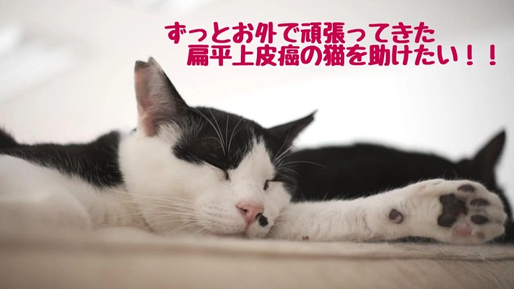 扁平上皮癌の猫に最適な治療を