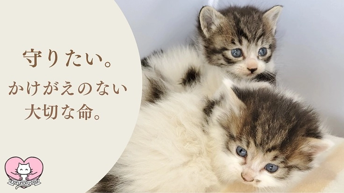 昨日より、クラウドファンディングをスタートしました！