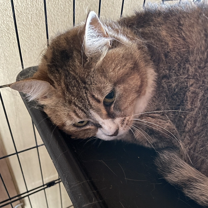 セイラさん、次の譲渡会にむけて