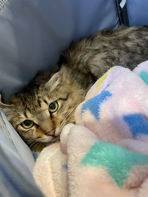 投薬再開25日目、病院に行ってきました😾