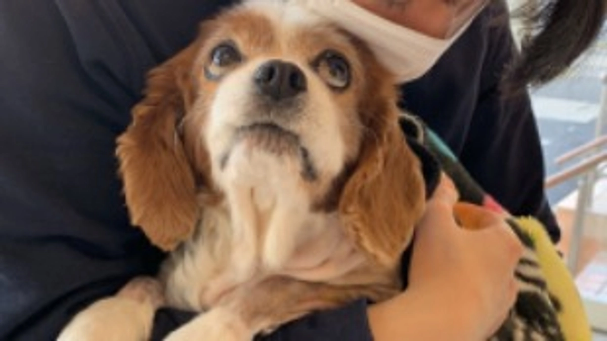 術後14日目。ルイ悪化してしまいました…