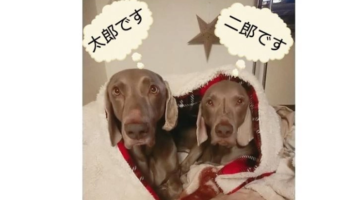 保護犬ワイマラナー☆太郎二郎の保護費のご協力お願い致します！