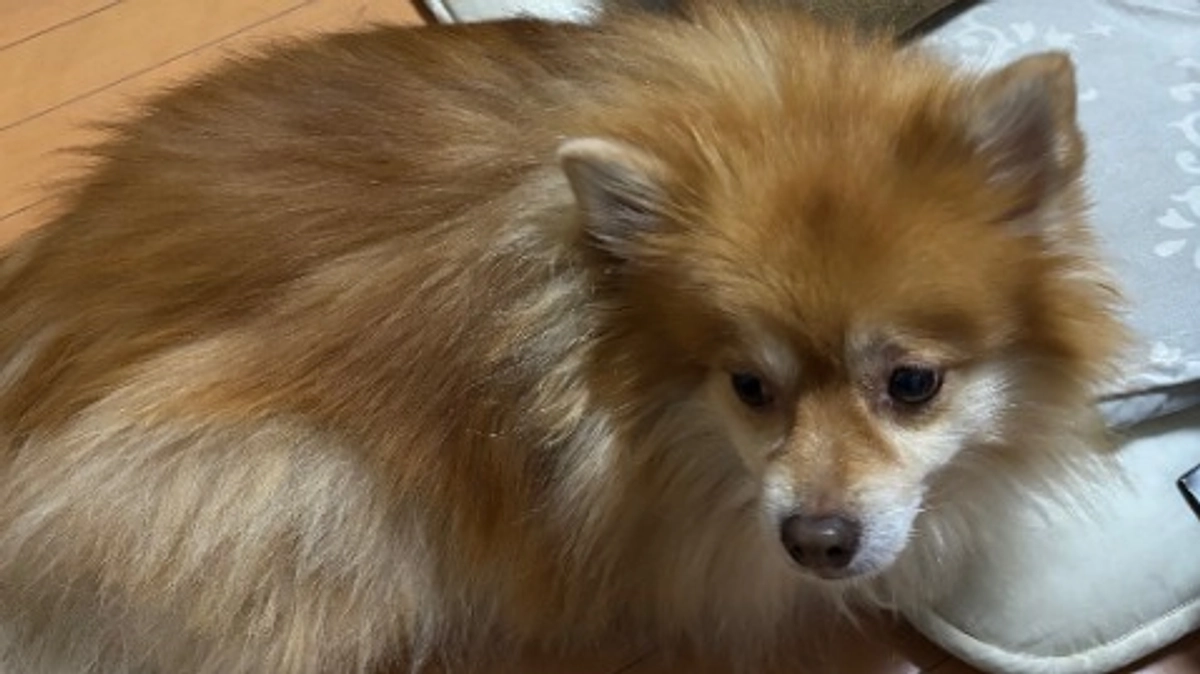 2025/1/8現在の状況です。