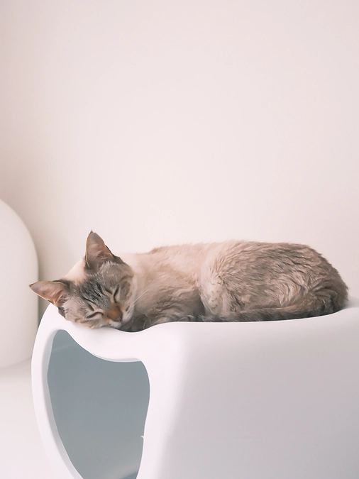 皆さまの応援が力に！拡散でプロジェクトを後押ししてください