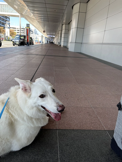 人工股関節手術無事終わりました。