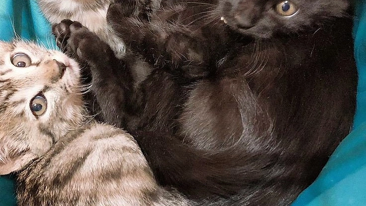 こころ笑(kokoroe)