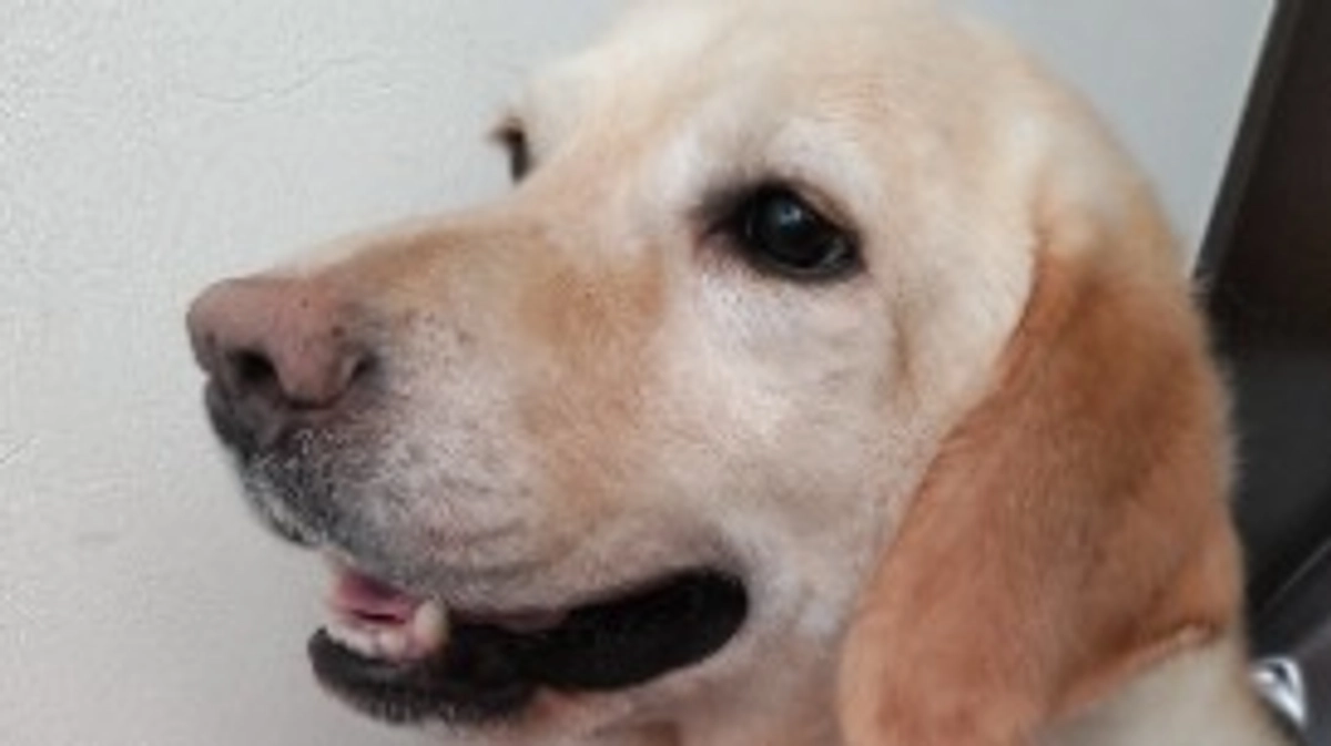 5週目の検査日でした ＃新潟県 ＃悪性リンパ種 ＃抗がん剤治療 ＃ラブラドールレトリバー