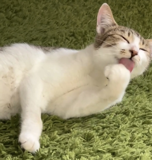 アンジュちゃんのお食事事情🍽️