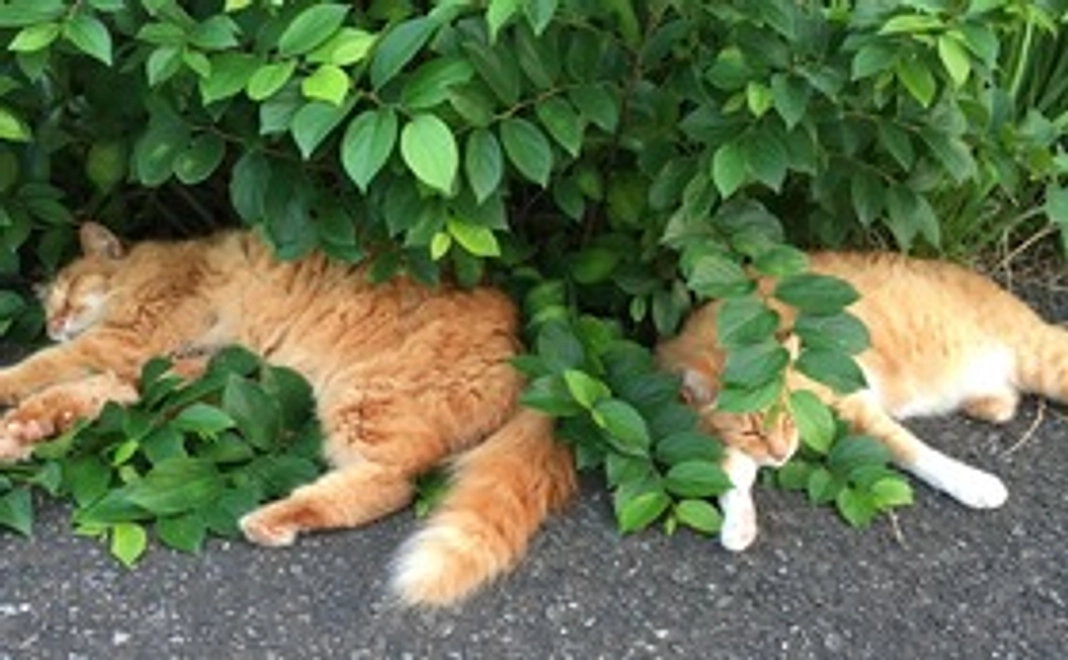 お外猫たちから感謝を込めて画像付きのメール3000