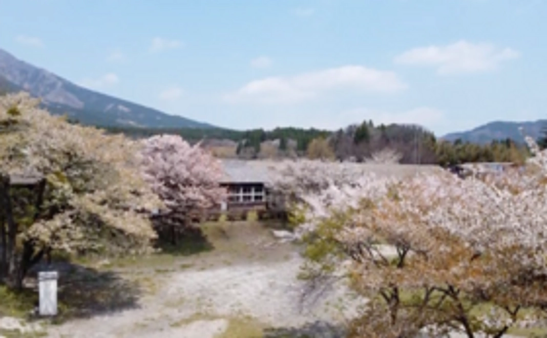 【桜の木と思い出を守る】桜の木の看板にお名前を刻む (1万円)