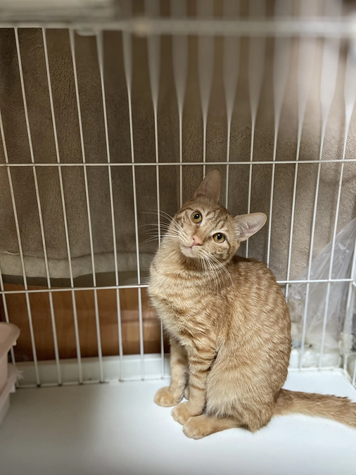 シナモン　FIP投薬53/84日目