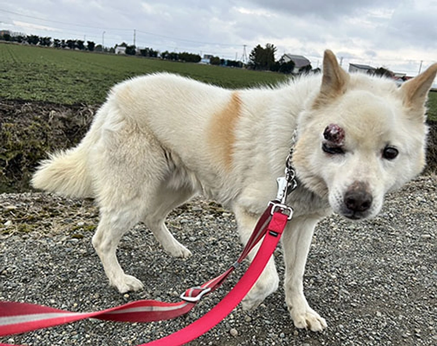 腺癌の再発から1年、頑張るクリープ