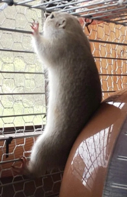 tonnyatwwoにぼちぼち品出しをさせて頂いております。