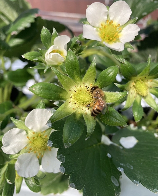 【活動報告㉕】いちごハウスに新しい仲間が到着です