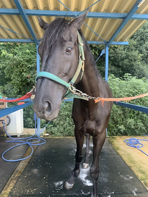 馬のお世話をしてくれる方々への感謝