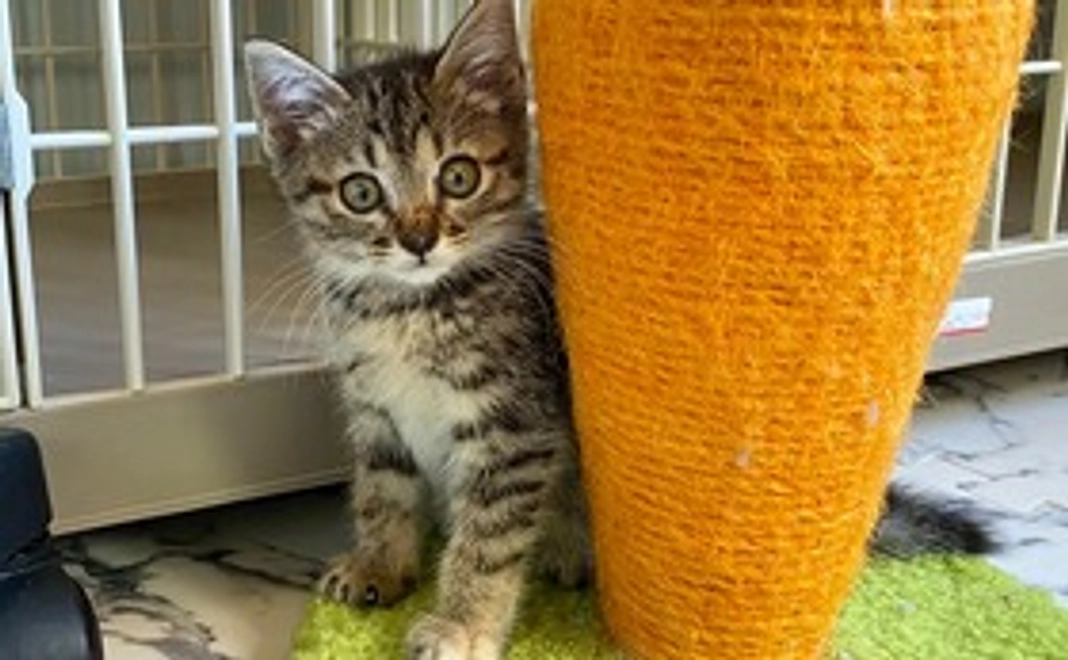 毎月1000円コース