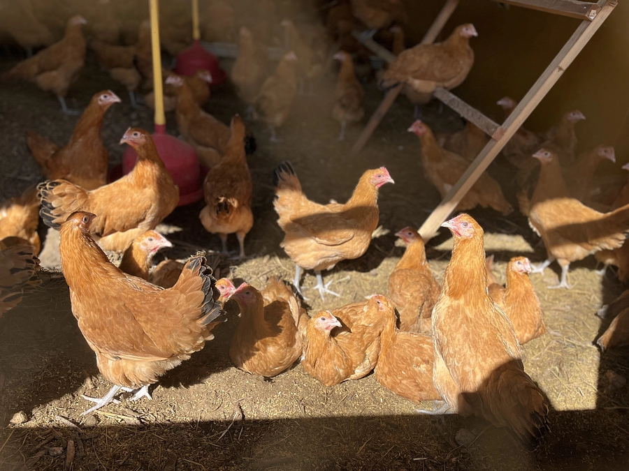 井戸水が開通しました！