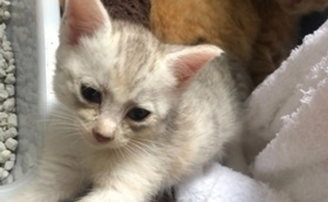 100匹の居場所 応援コース：3千円