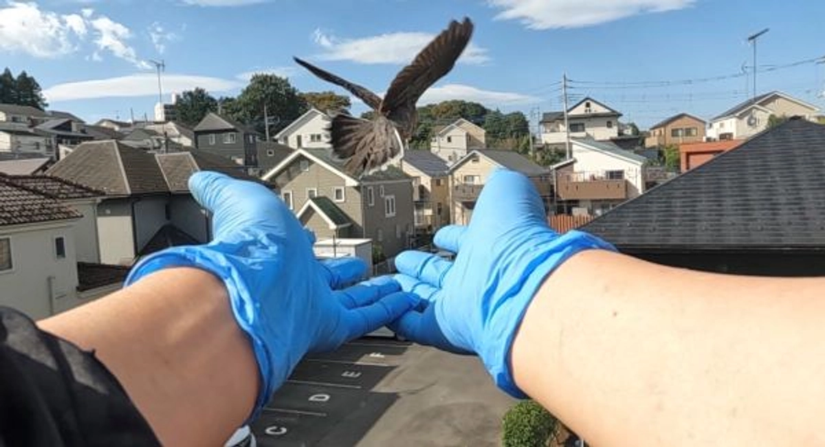 【リリース情報】立つことができなかったキジバトの素晴らしい回復！