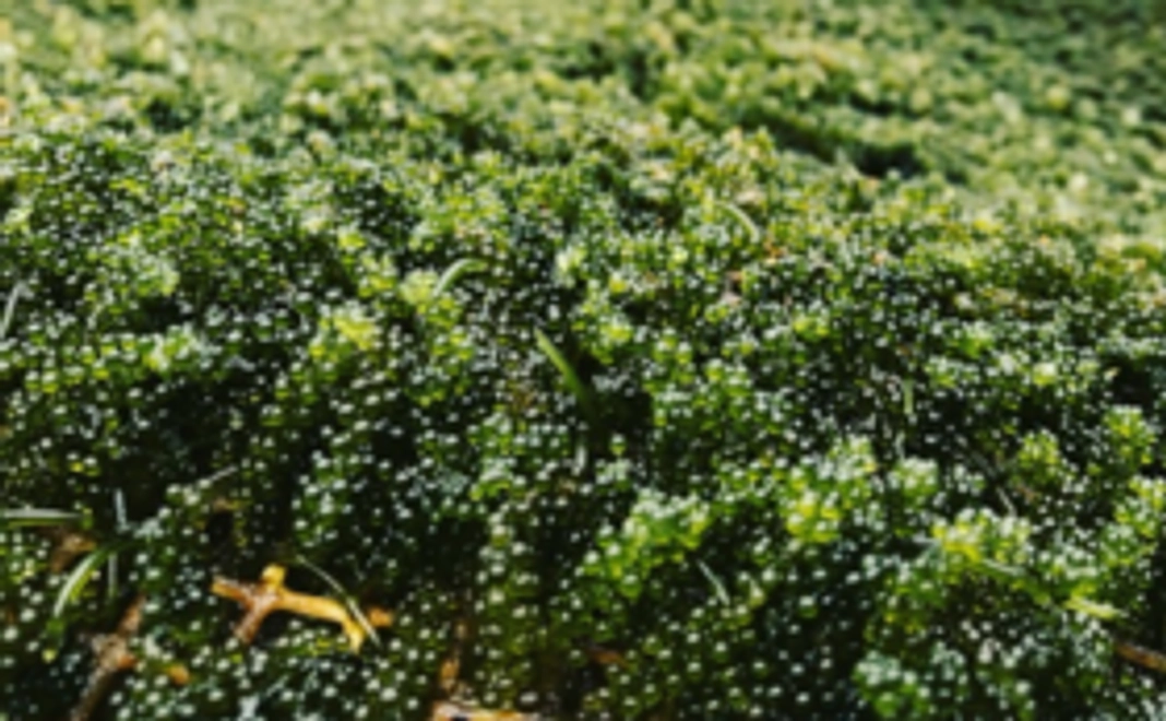 【食べて応援！】湘南産海ぶどう 100g