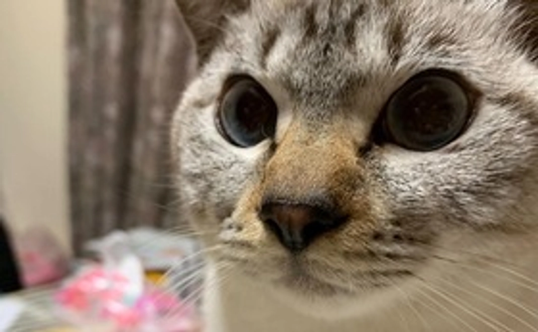 全力応援(リターン不要)500円コース