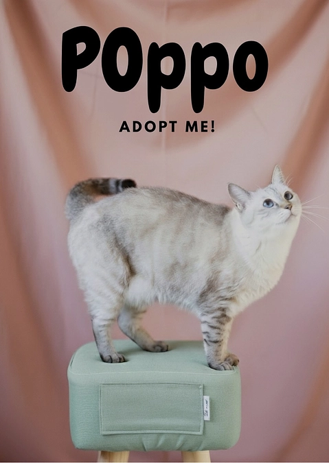 パネル譲渡会のお知らせ