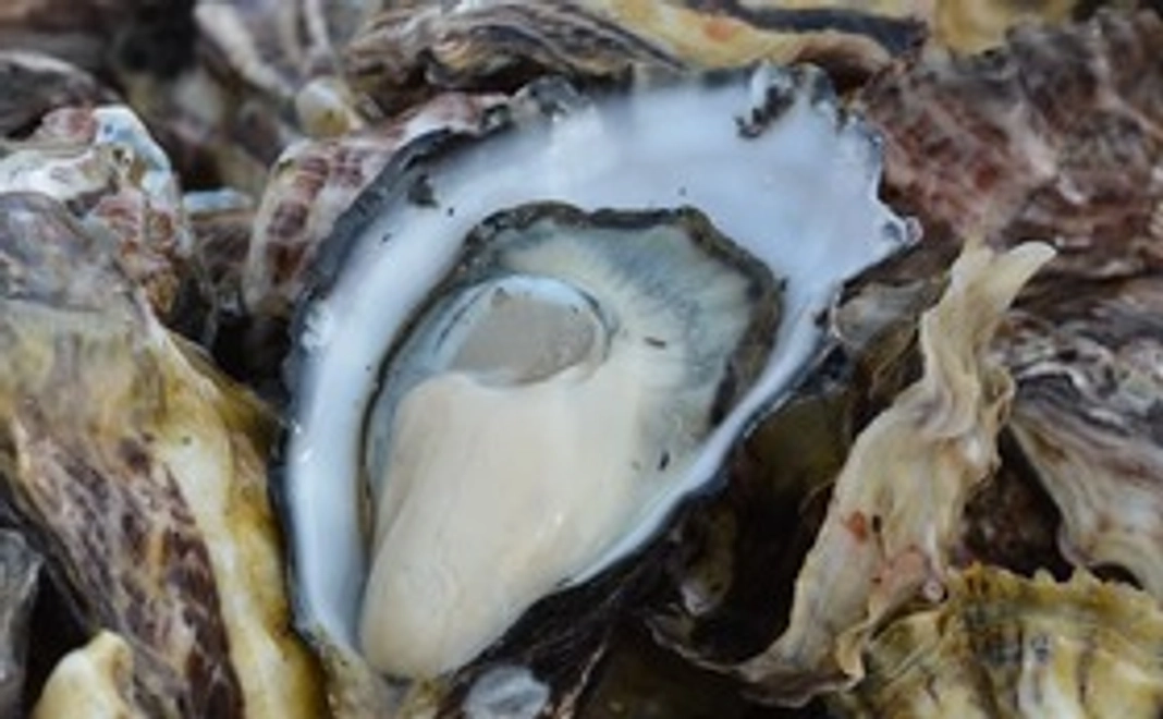 【牡蠣眺め専用】感謝のポストカード