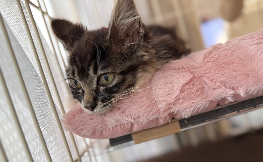 ジジ応援プラン②