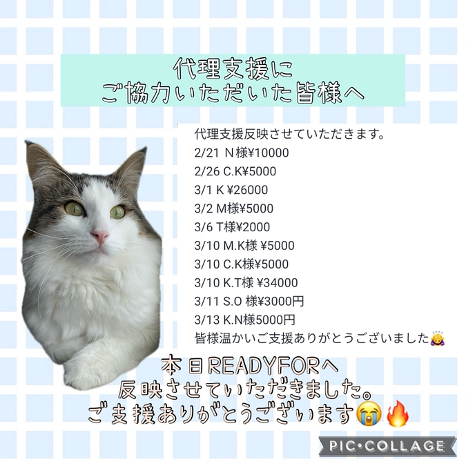 代理支援反映のご報告🐈
