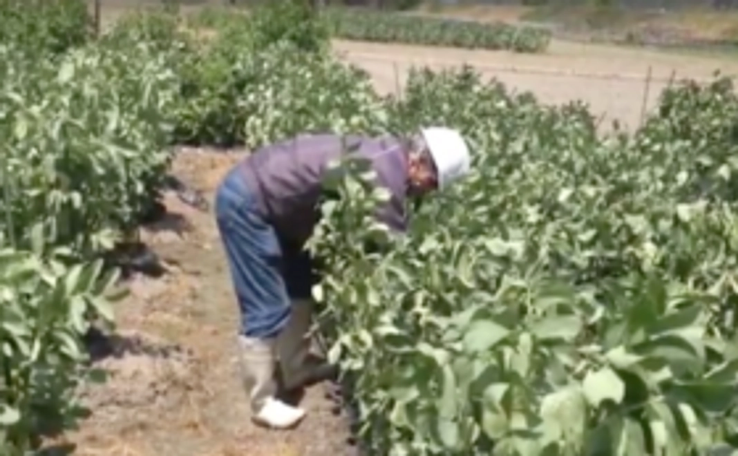 そら豆の収穫体験にご参加いただけます