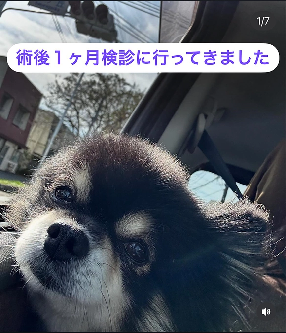 術後１ヶ月検診に行ってきました🐾