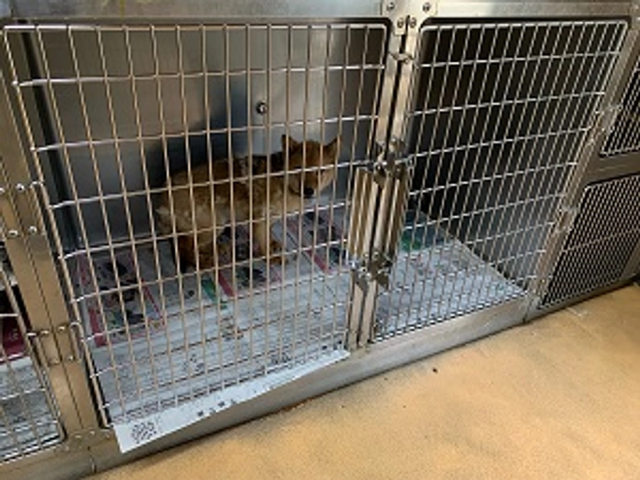 犬ハウスケージの交換と修繕について