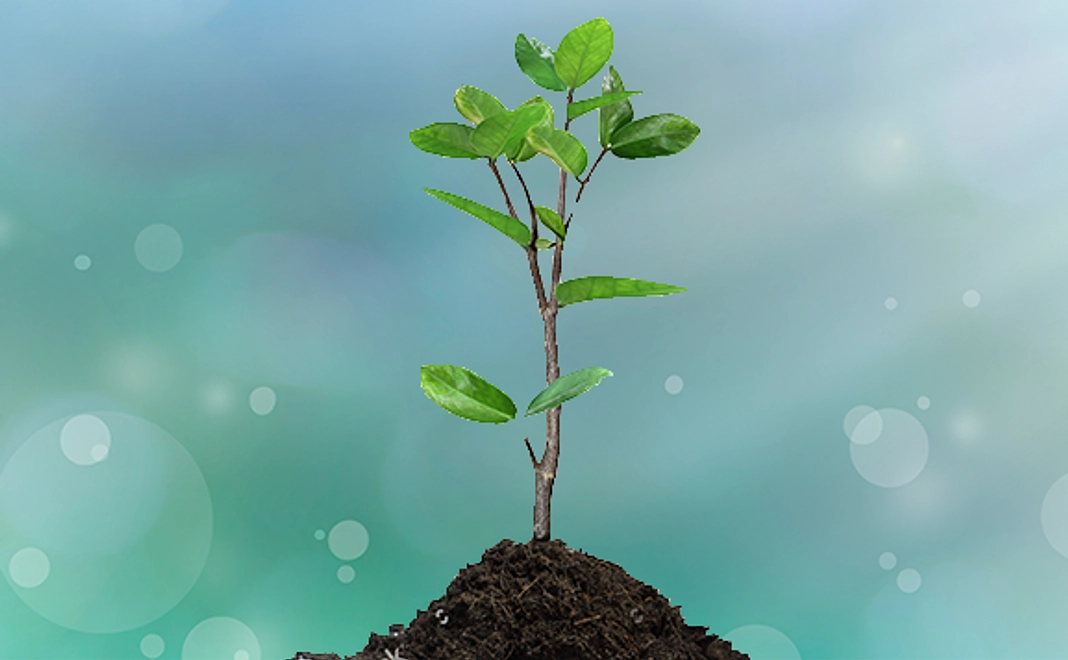 あなたの名前入りプレートの付いた桜の苗木が植樹されます。