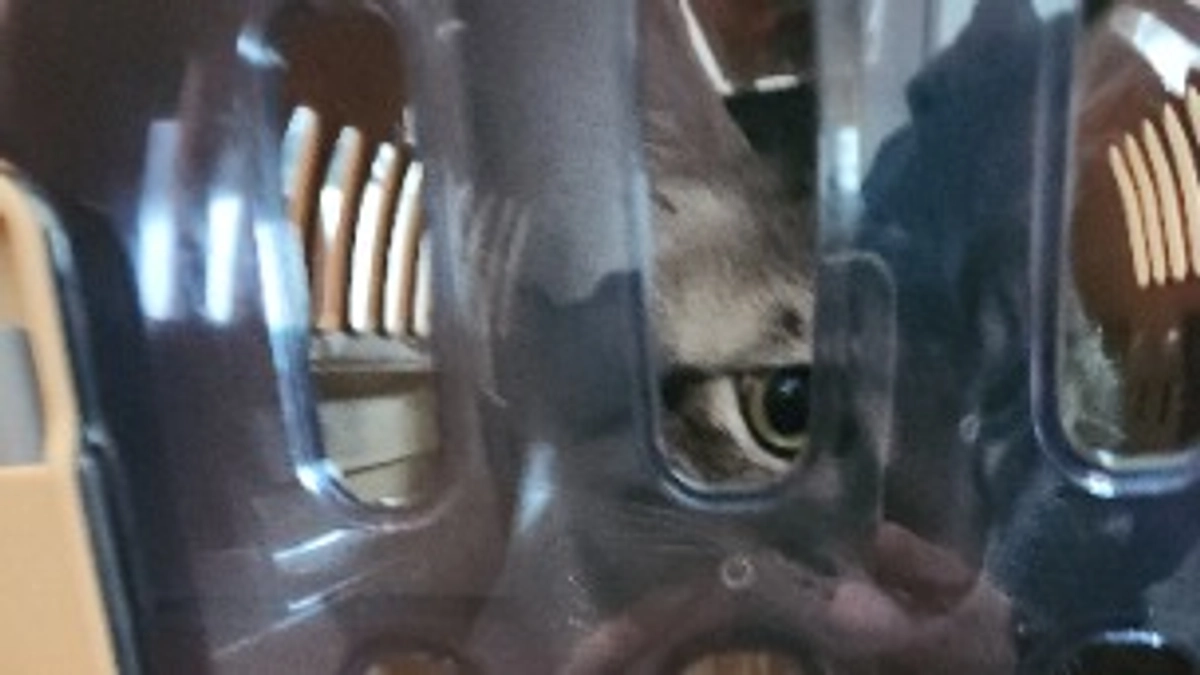 キジくん検査結果（11/11）