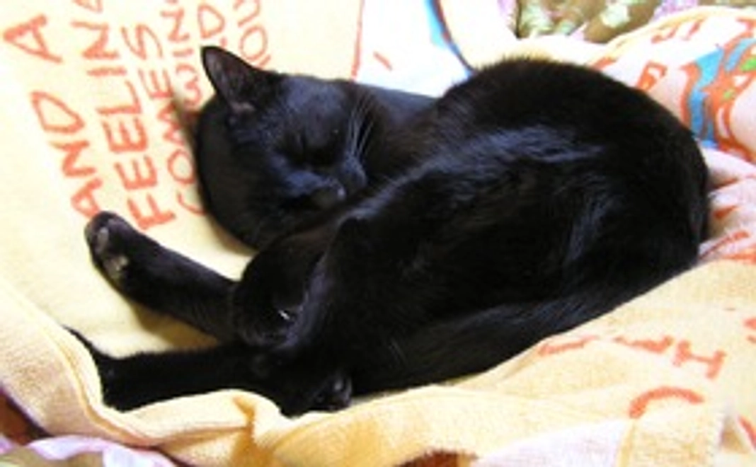 感謝のメール&ルルの写真1枚