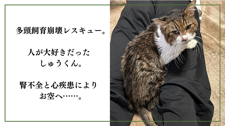 「シン・猫の森プロジェクト」〜シニア猫にも専用の部屋を作りたい〜 7枚目