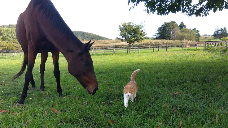 1頭1頭と向き合い続けるために。引退馬たちに安心安全な新厩舎建設へ 5枚目