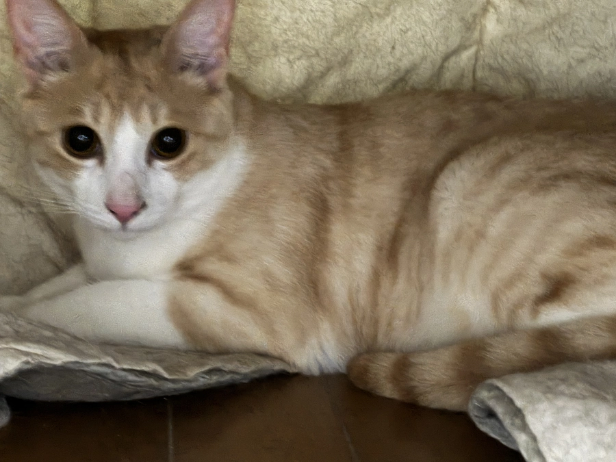 《20匹目》暴れん坊3兄妹ウスちゃん【猫紹介】