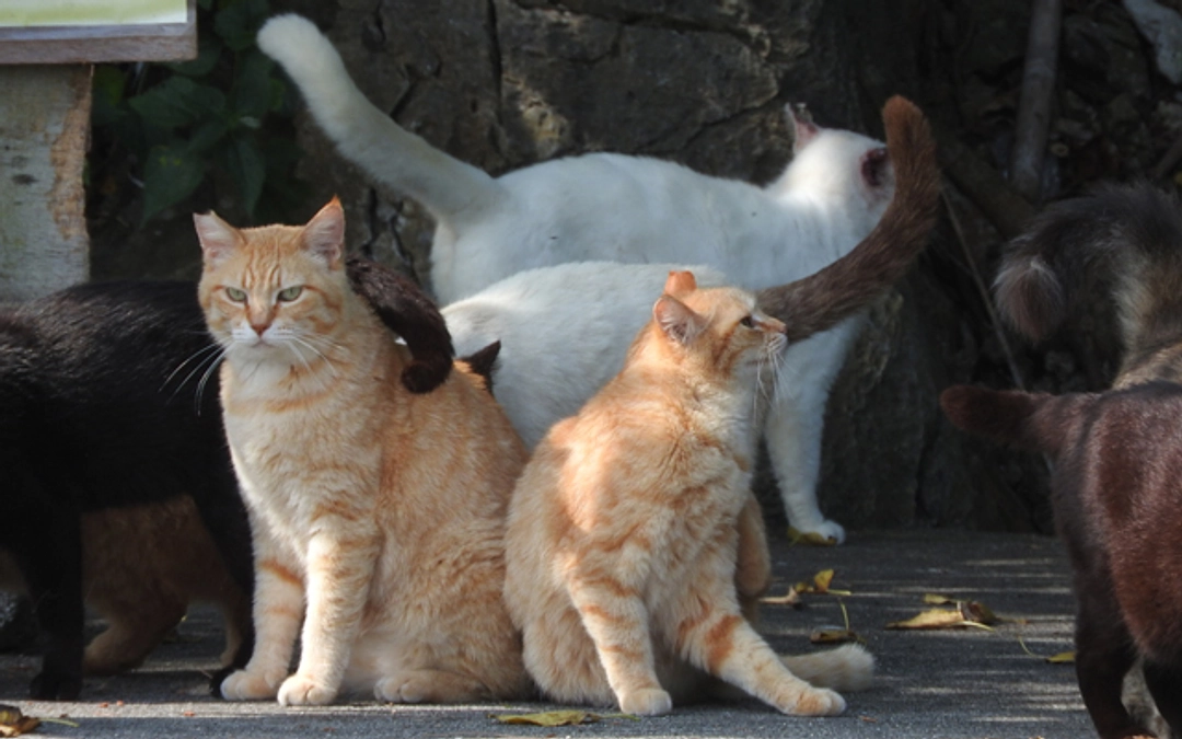 8月さくらねこ無料不妊手術実施予定数