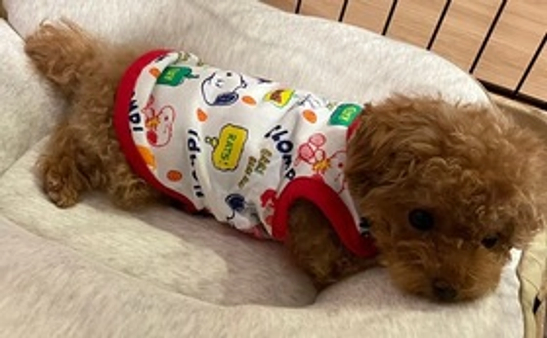 お礼メールとチェリーの写真 2