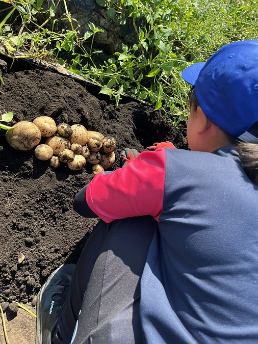 じゃがいもほりほり🥔