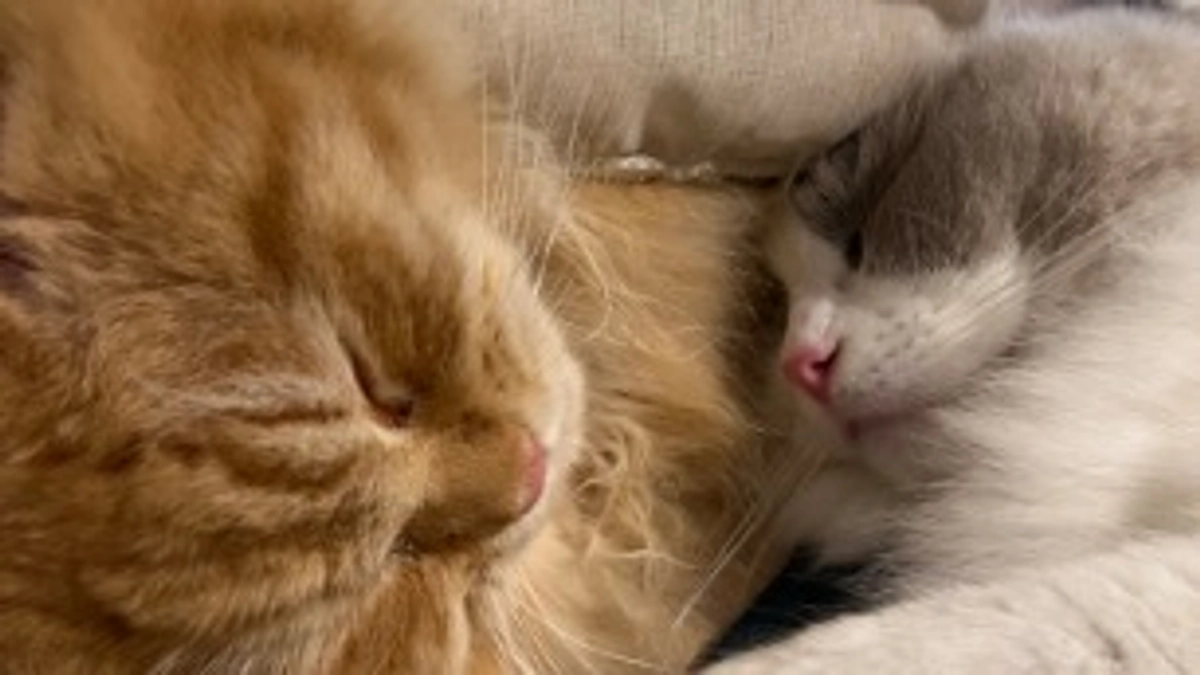 投薬開始から1カ月半が経過