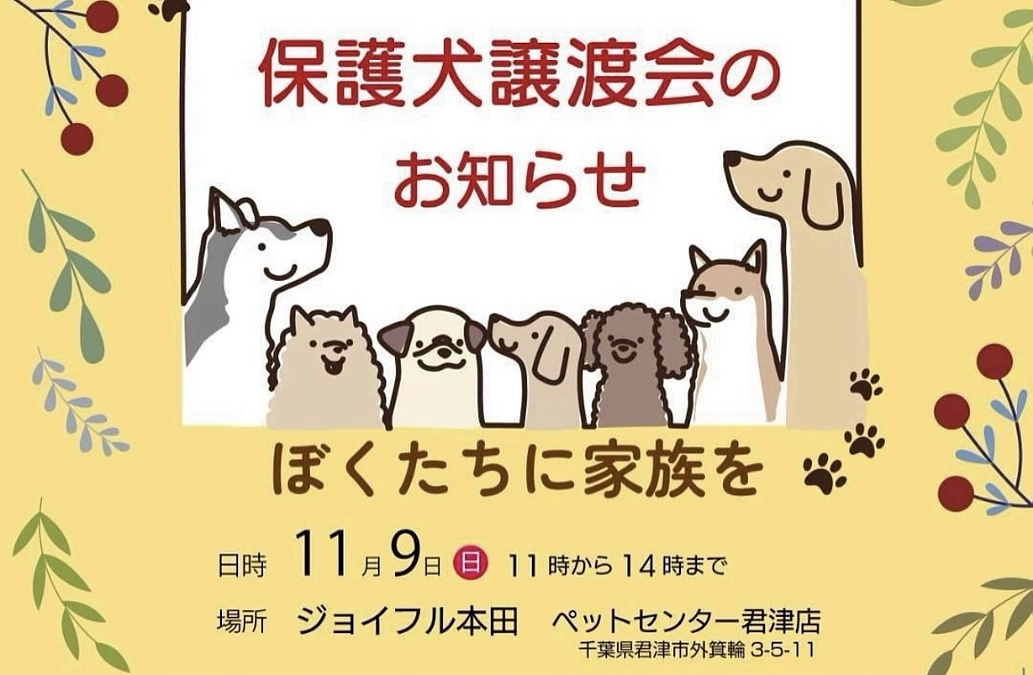 11/9 ジョイフル本田　君津店で譲渡会です。